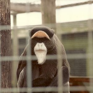 De Brazza's Monkey 1985