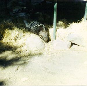Porcupines