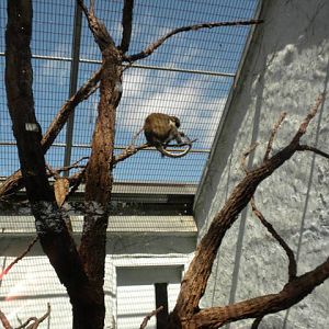 Outdoor enclosure for small primates