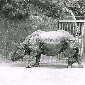 Indian Rhinoceros - 1982
