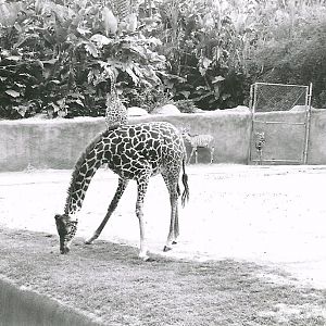 Masai Giraffe and Lesser Kudus - 1982