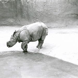 Indian Rhinoceros - 1982