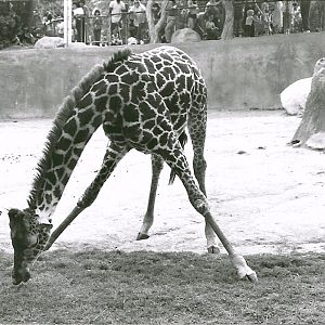 Masai Giraffe - 1982
