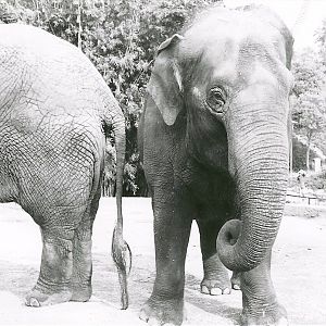 Asian Elephants - 1982