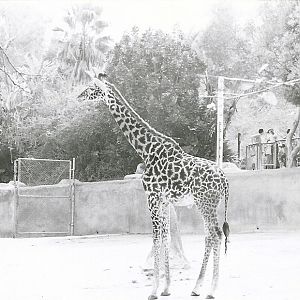 Masai Giraffe - 1982