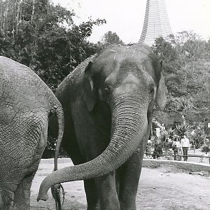 Asian Elephants - 1982