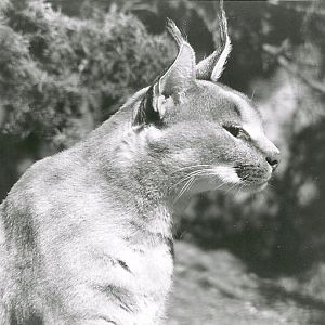 Caracal - 1982