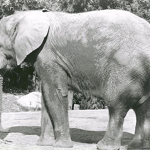 African Elephant - 1982
