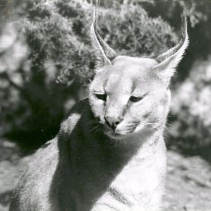Caracal - 1982