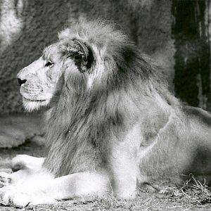 Asian Lion - May 1982