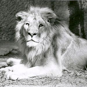 Asian Lion - May 1982