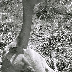 Gerenuk - May 1982