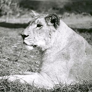 Asian Lioness - May 1982