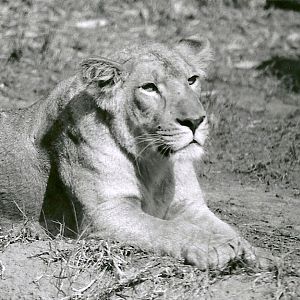 Asian Lioness - May 1982