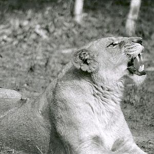 Asian Lioness - May 1982