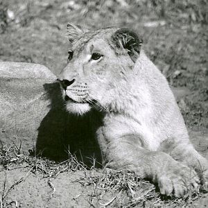 Asian Lioness - May 1982