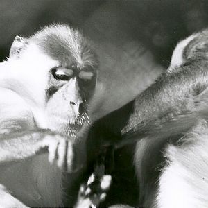 Red-crowned Mangabeys - May 1982