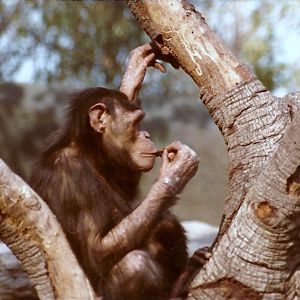 Chimpanzee - 1982