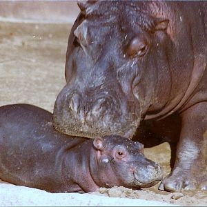 Nile Hippopotamus - 1982