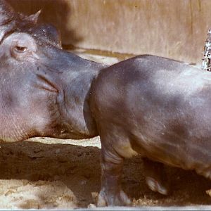 Nile Hippopotamus - 1982