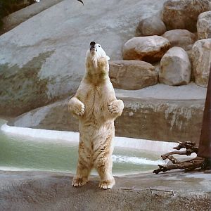 Polar Bear - 1982