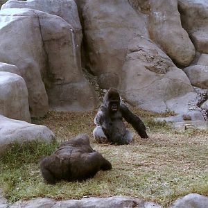 Lowland Gorillas - Circa 1982