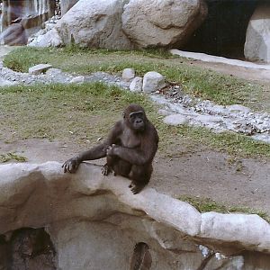 Lowland Gorilla - 1982