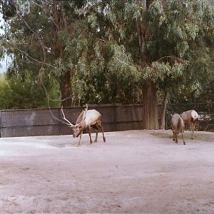 Tule Elks - 1982