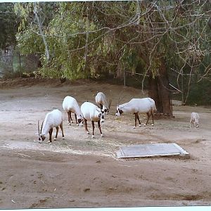 Arabian Oryx - 1982