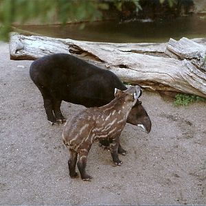 Mountain Tapirs - 1982