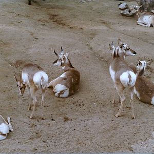 Pronghorns - 1982