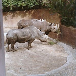 Black Rhinoceros - 1982