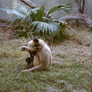 Buff-cheeked Gibbons - 1982