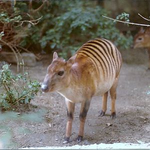 Zebra Duikers - 1982