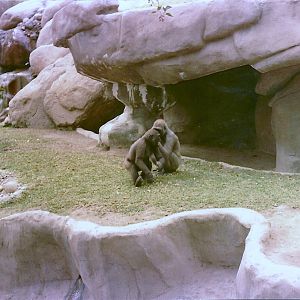 Lowland Gorilla Habitat - 1982