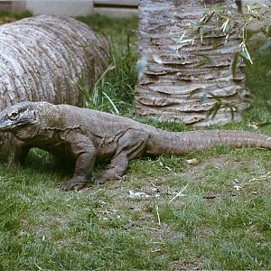 Komodo Dragon - Circa 1984