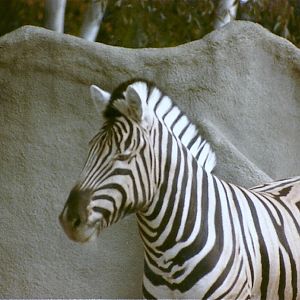 Zebra - Circa 1984
