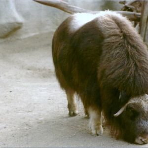 Musk Ox - Circa 1984