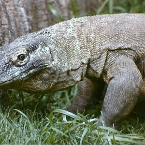 Komodo Dragon - Circa 1984