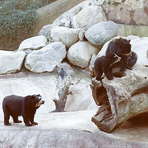 Spectacled Bears - Circa 1982