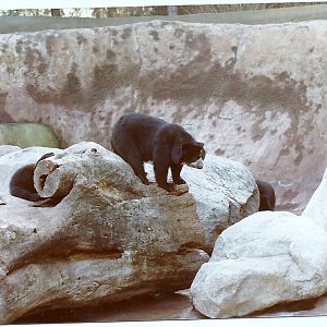 Spectacled Bears - Circa 1982