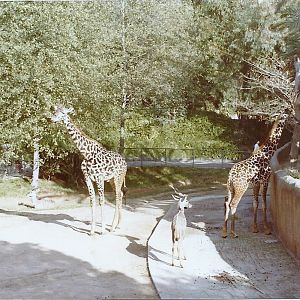 Masai Giraffes and Lesser Kudu - Circa 1982