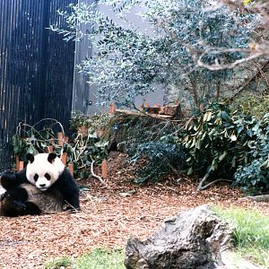 Giant panda 1988.