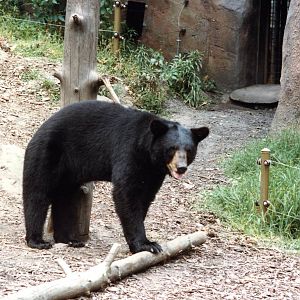 American black bear late 80,s