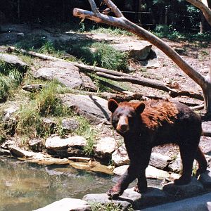 American black bear late 80,s