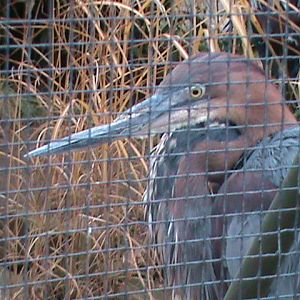goliath heron 041211