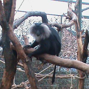 lion tailed macaque 041211