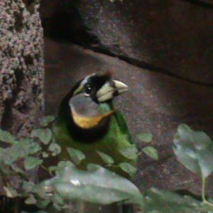 barbet species? 041211