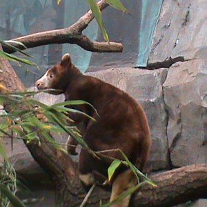 matschies tree kangaroo 041211