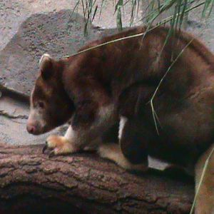matschies tree kangaroo 041211